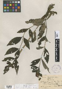 Chelone obliqua var. erwiniae image