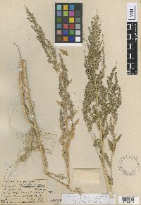 Chenopodium ferulatum image