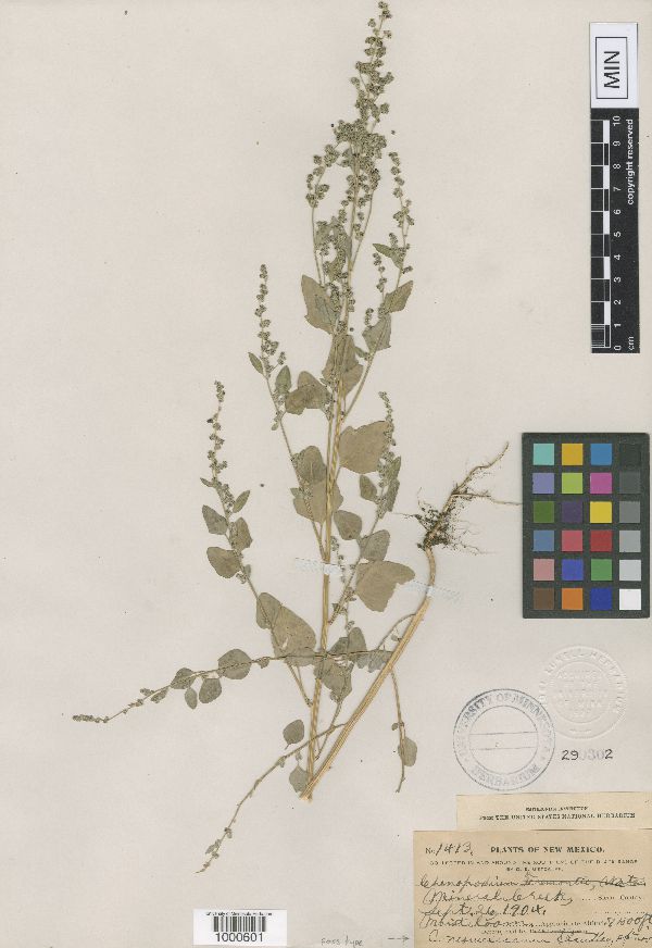 Chenopodium neomexicanum image