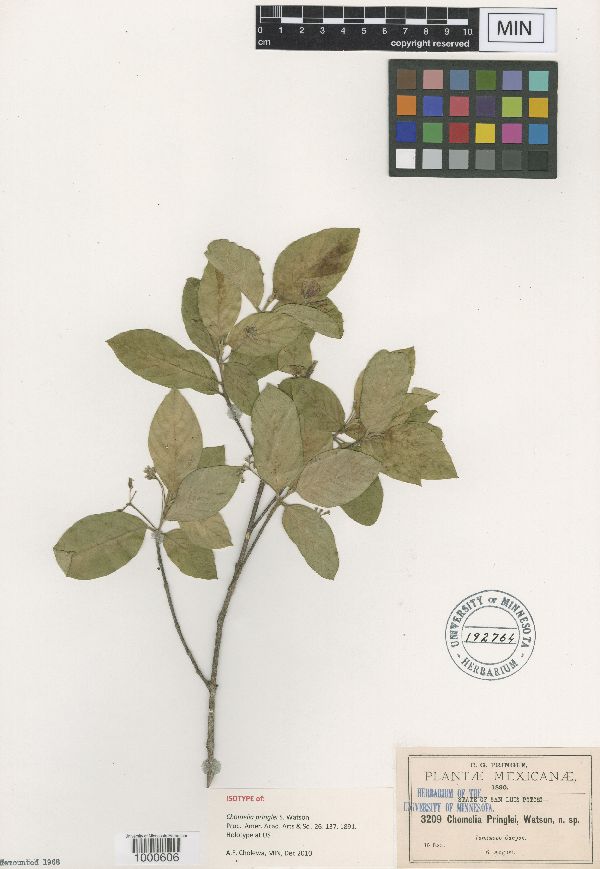 Chomelia pringlei image