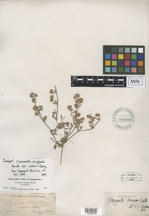Chorizanthe douglasii var. albens image