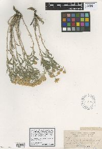Chrysopsis compacta image