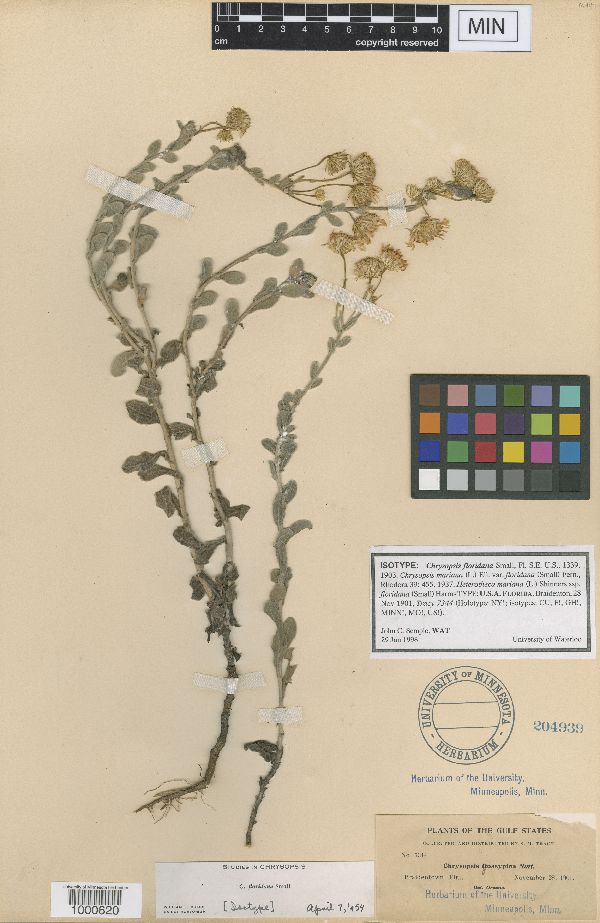 Chrysopsis floridana image