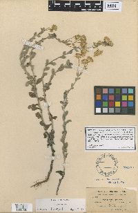 Image of Chrysopsis floridana