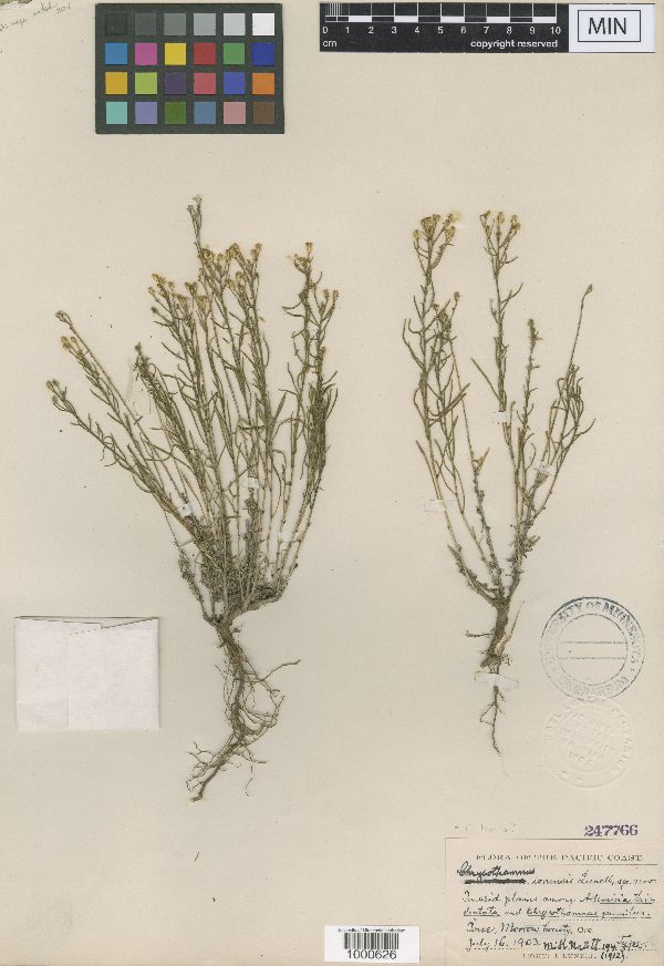 Chrysothamnus ioensis image