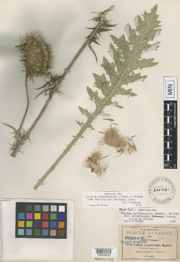 Cirsium acantholepis var. heterolepis image