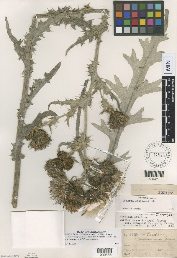 Cirsium breweri image