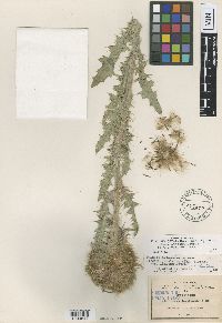Cirsium jorullense image