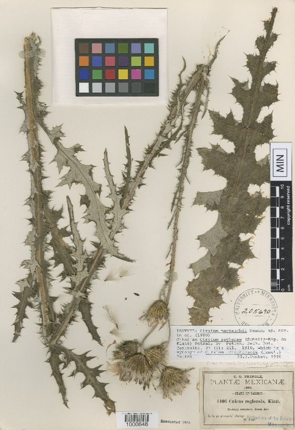 Cirsium macvaughii image