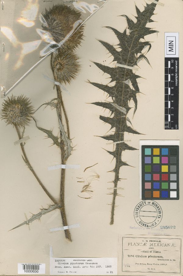 Cirsium pinetorum image