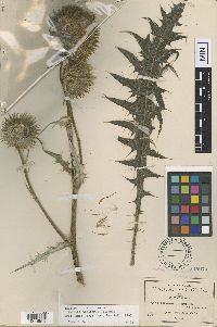 Image of Cirsium pinetorum