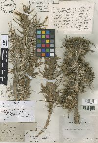 Cirsium praeteriens image