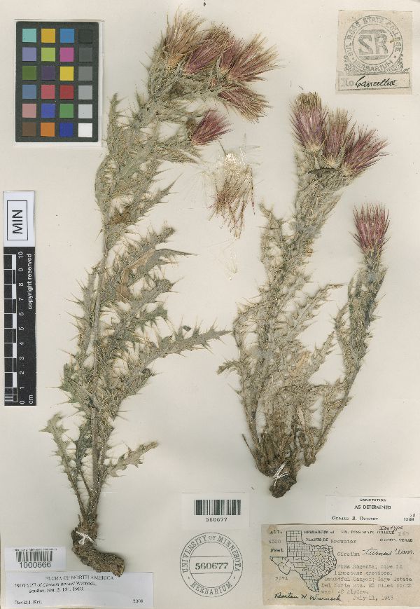 Cirsium turneri image