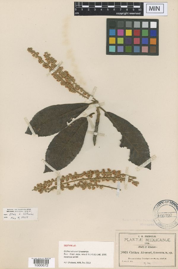 Clethra alcoceri image