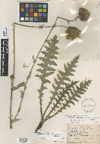 Image of Cirsium tolucanum