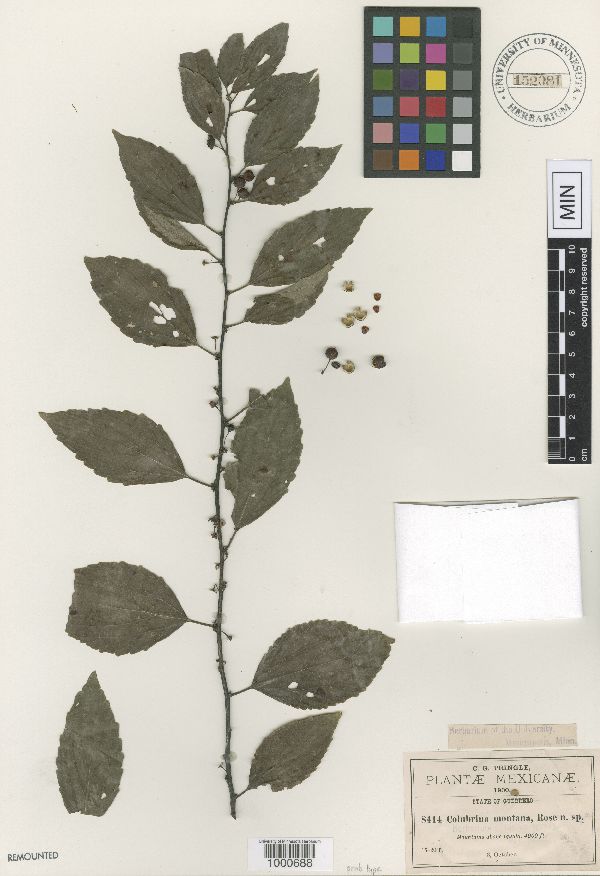 Colubrina triflora image