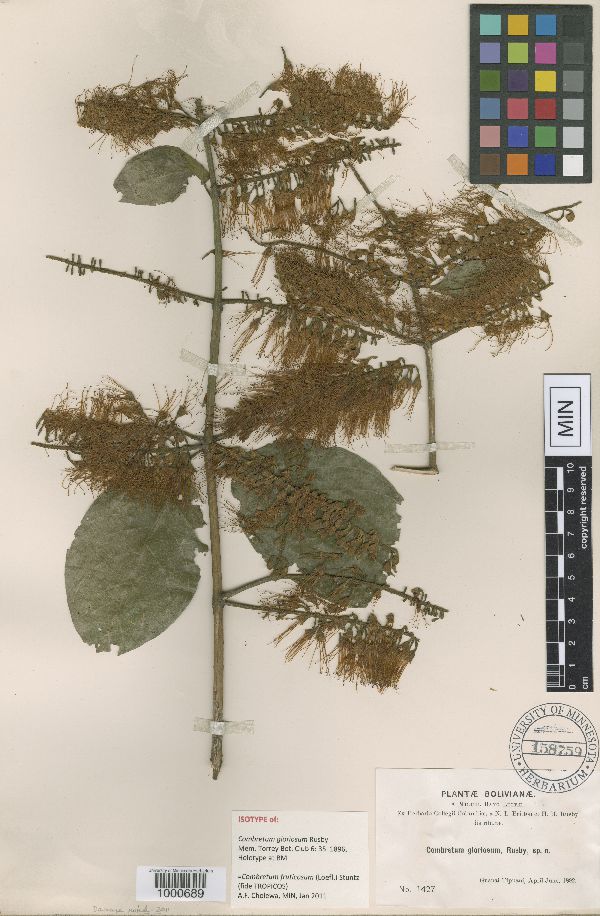 Combretum fruticosum image