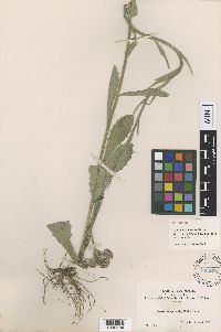 Image of Conyza primulifolia