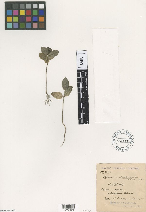 Coprosma image