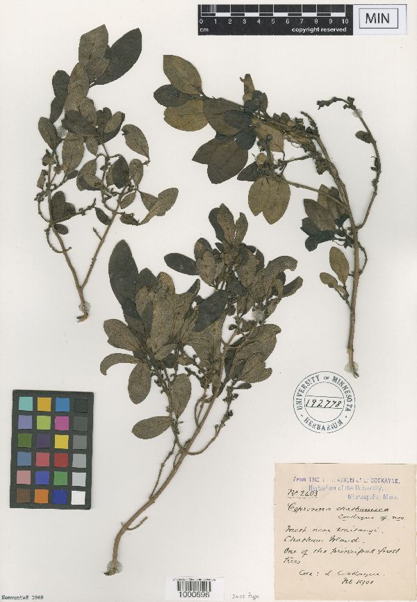 Coprosma chathamica image
