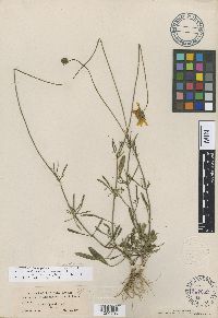 Coreopsis corninsularis image