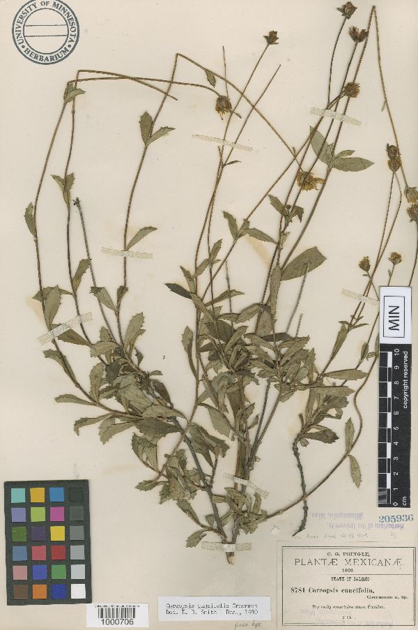 Coreopsis cuneifolia image