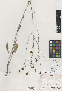 Image of Coreopsis gladiata