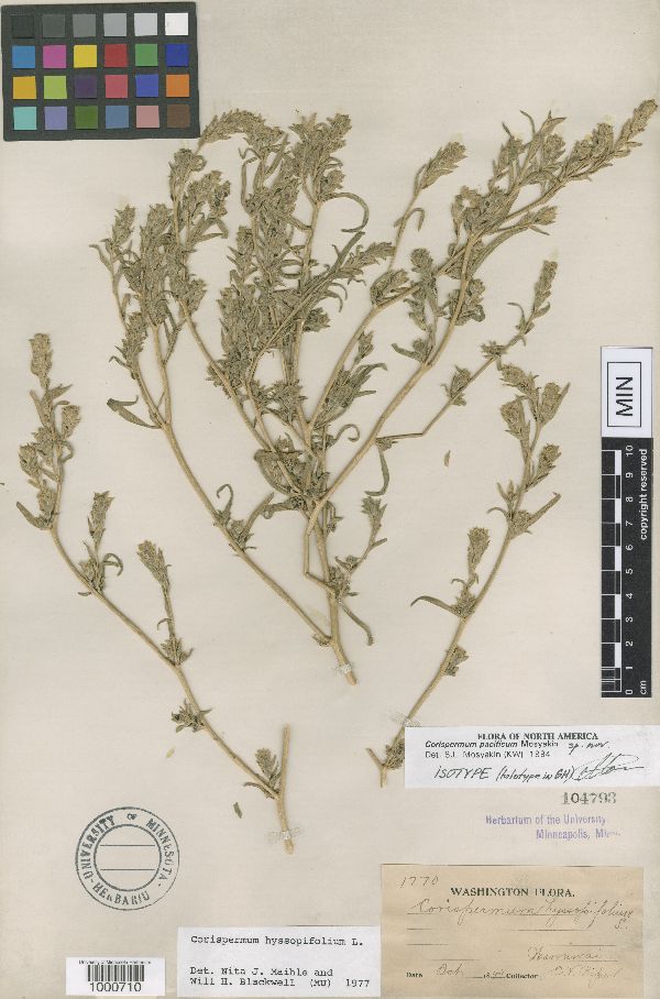 Corispermum pacificum image