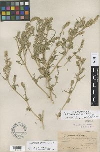 Image of Corispermum pacificum