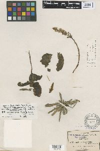 Galeoglossum thysanochilum image