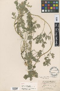 Corydalis macrorrhiza image