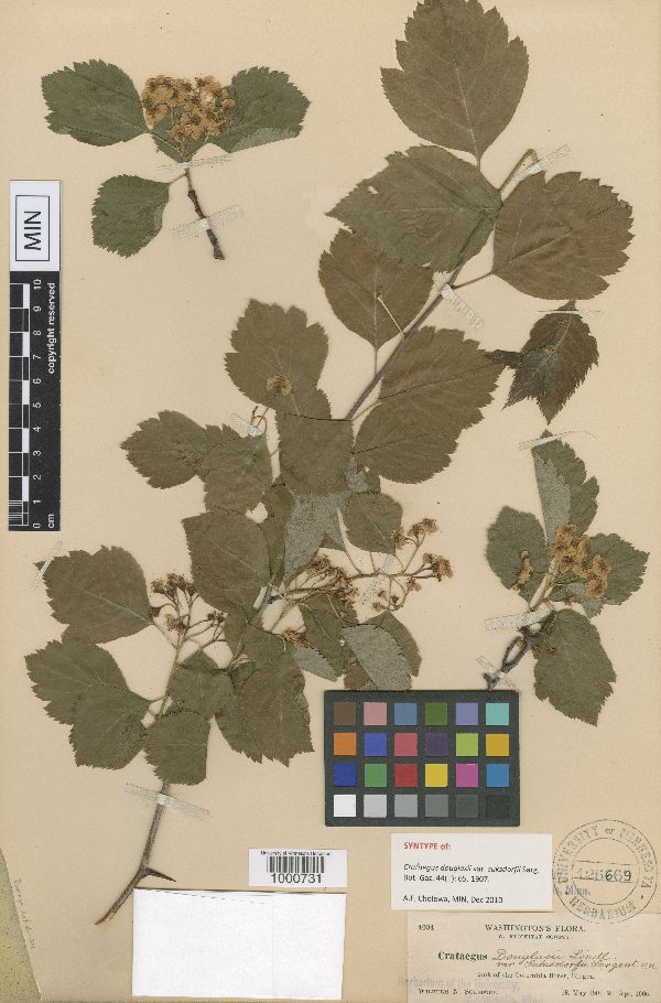 Crataegus gaylussacia image