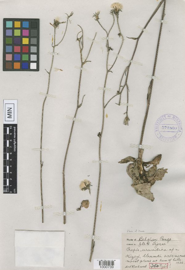 Crepis urundica image