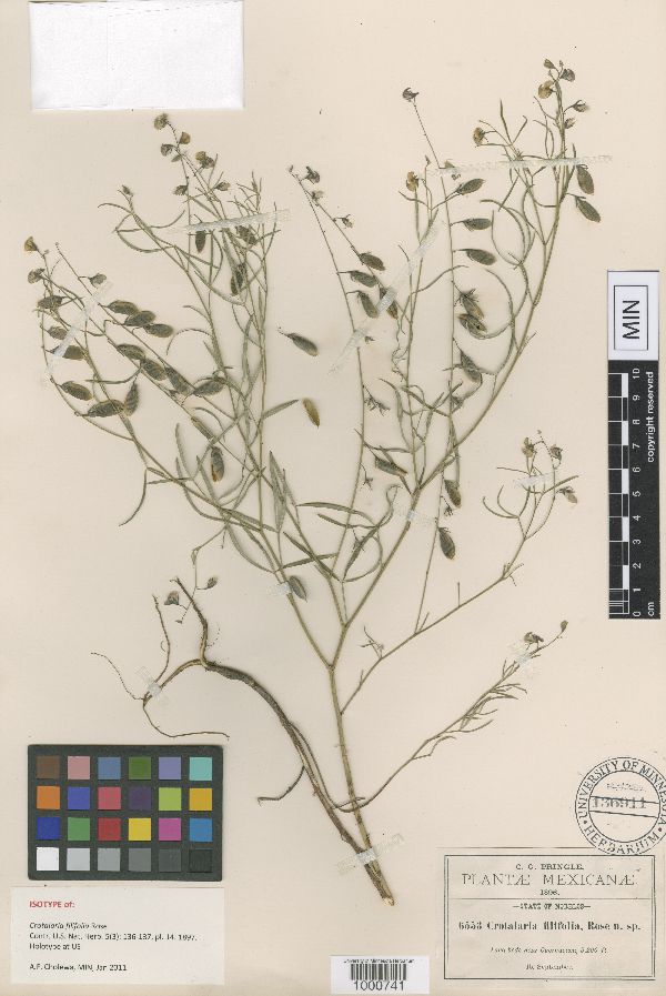 Crotalaria filifolia image