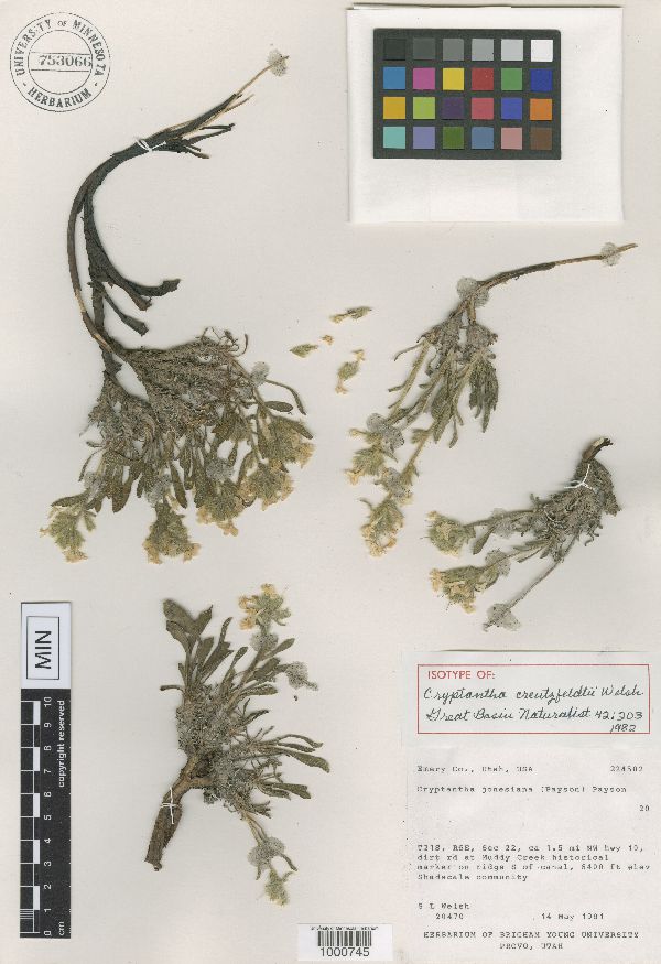 Cryptantha creutzfeldtii image