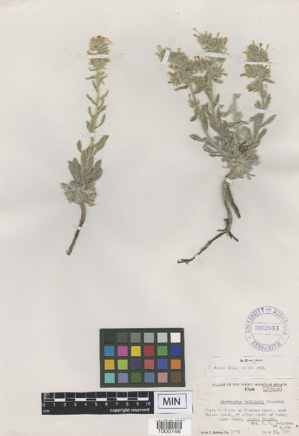 Cryptantha rollinsii image