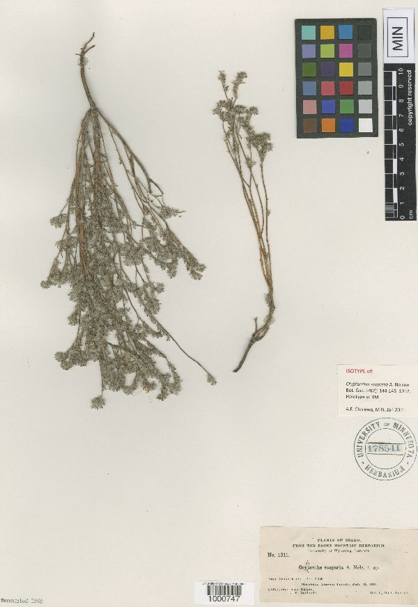 Cryptantha scoparia image