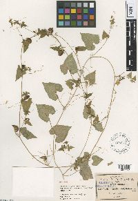 Cyclanthera pringlei image