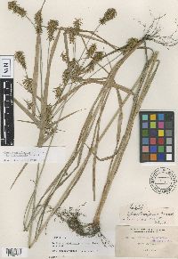 Cyperus dipsaciformis image