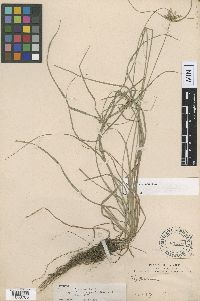 Cyperus incomtus image