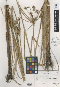 Cyperus auriculatus image