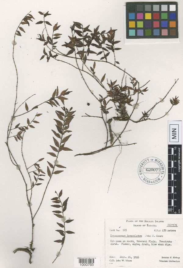 Decaspermum lanceolatum image