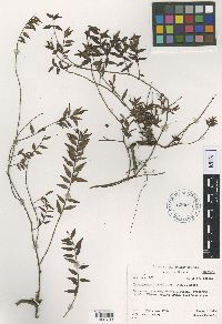 Image of Decaspermum lanceolatum