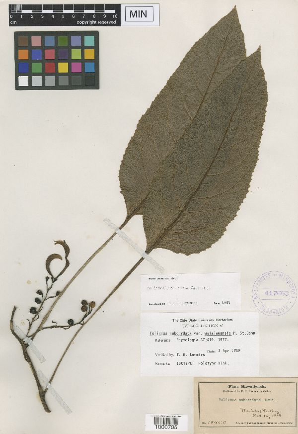 Delissea subcordata subsp. subcordata image