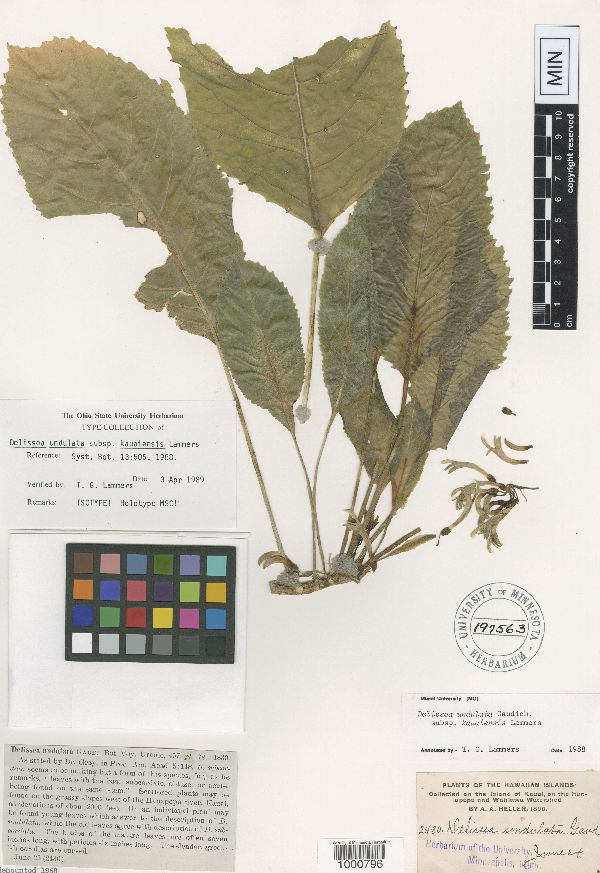 Delissea undulata subsp. kauaiensis image