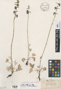Delphinium diversifolium image