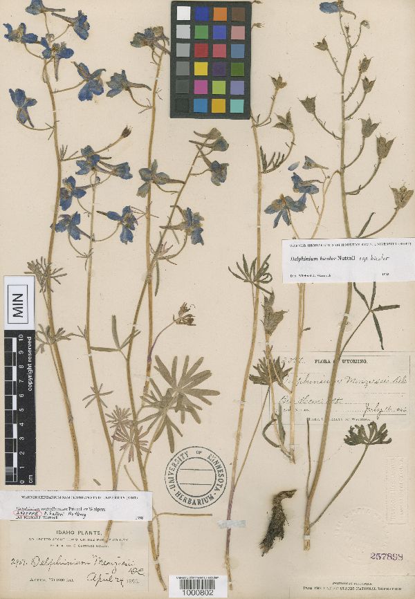 Delphinium nuttallianum image