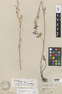 Image of Delphinium andersonii