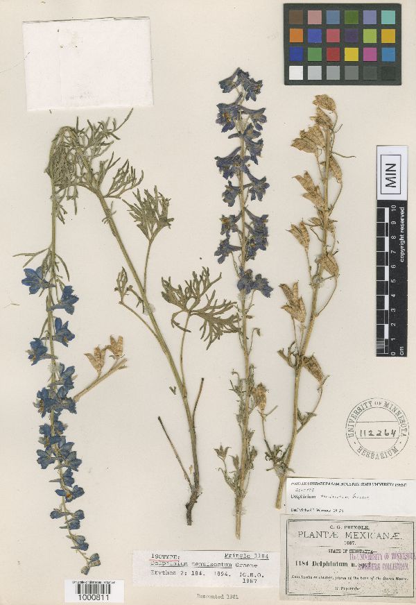 Delphinium tenuisectum image