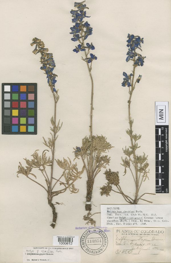 Delphinium geyeri image